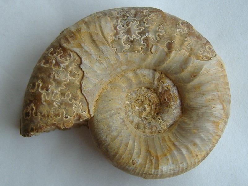 AMMONITE 1